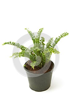 Fern (bracken) houseplant in pot isolated