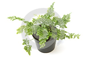 Fern (bracken) houseplant in pot isolated