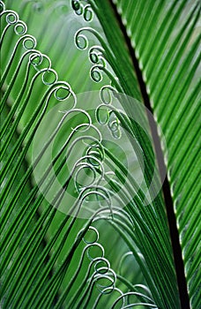 Fern in Brazil
