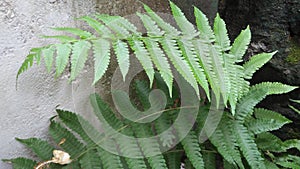 Fern on a bright morning shows the beauty in nature