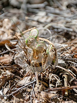 Fern buds just emerging from the ground, forest ground texture