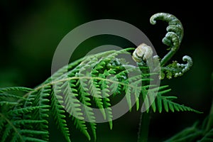 Fern Buds