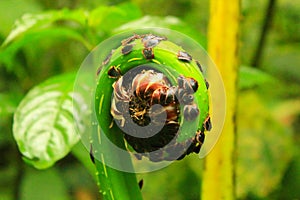 Fern bulb in Monteverde, Costa Rica