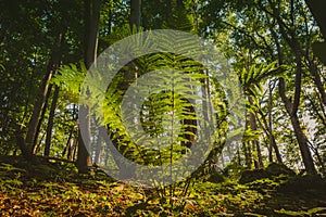 Fern bush in the forest