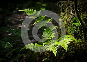Fern Bush growing in the forest on a stump.