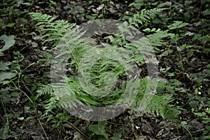 A fern bush grows in a forest