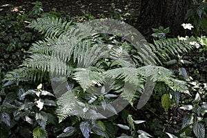 A fern bush grows in a forest