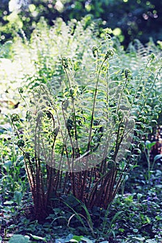 Fern bush