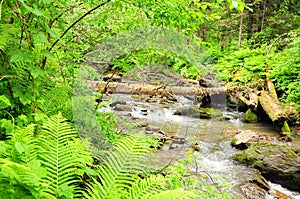 Fern bushes and low trees on the rocky bank of a stormy river with fallen trees and large stones in the channel