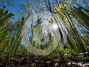 Fern bushes in sunny day