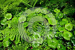 Fern and butterbur