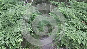 Fern in Cannock chase forest,  UK