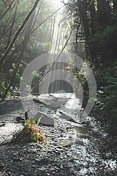 Fern Canyon