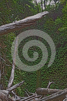 Fern Canyon with fallen trees