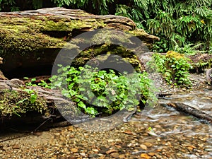 Fern canyon with stream