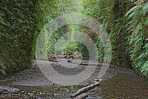 Fern Canyon