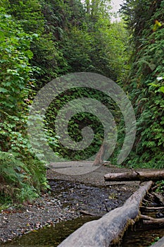 Fern Canyon