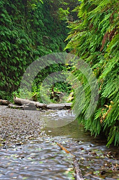 Fern Canyon