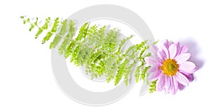 Fern and chrysanthemum