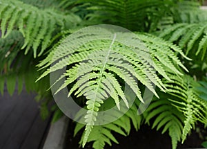 Fern close-up. Background and texture for design photo