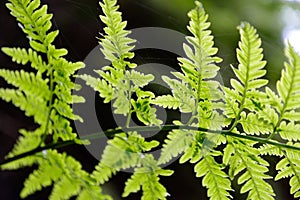 Fern close-up in the forest