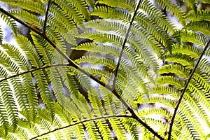 Fern close-up in the forest