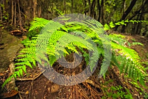 Fern close up in Garajonay national park