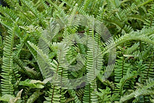 Fern