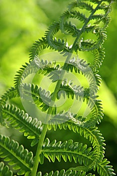 Fern closeup