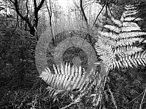 Fern Closeup In Black & White