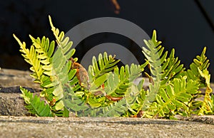 Fern Common polypody growing on an old quay wall photo