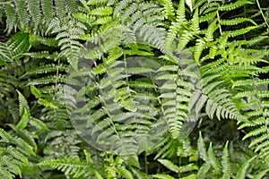 Fern covered forest floor