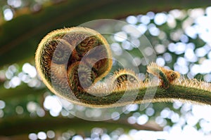 Fern crozier stage leaf opening