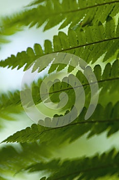 Fern on a dark background