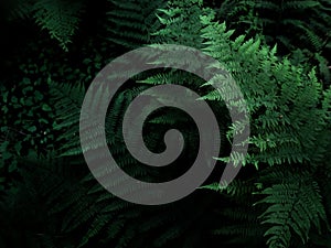 Fern in the dark forest, atmospheric photography, vegetation of Russian nature