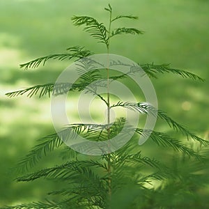 The fern is a delicate plant and very green.