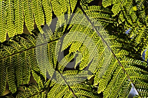 Fern photo