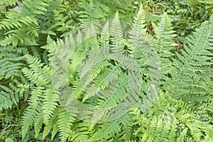 Fern detail in the shaded forest