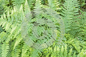 Fern detail in the shaded forest