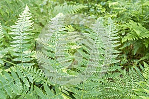 Fern detail in the shaded forest