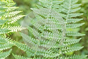 Fern detail in the shaded forest