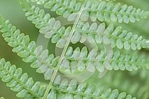 Fern detail in the shaded forest