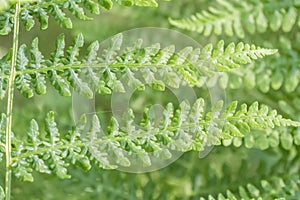 Fern detail in the shaded forest