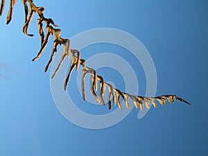 Fern or dinosaur skeleton?