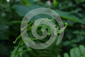 Fern- Dryopteris filix