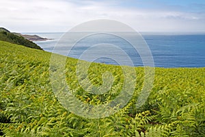 Fern (Dryopteris filix-mas) on the coast