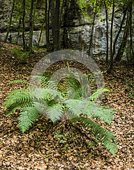 Fern (Dryopteris filix-mas) in the forest.