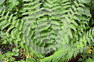 Fern Dryopteris filix-mas grows in the forest