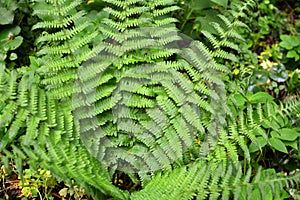 Fern Dryopteris filix-mas grows in the forest