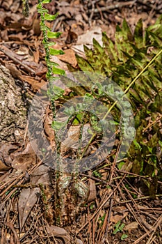 Fern emerging in early spring